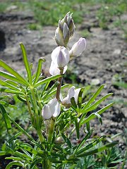 lupinus microcarpus var. densiflorus